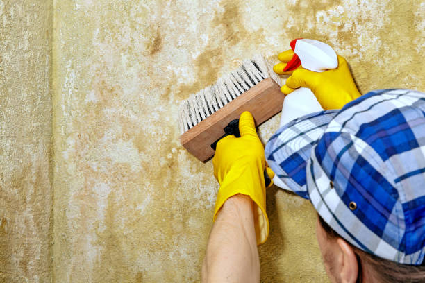  Somerset, TX Mold Removal Pros